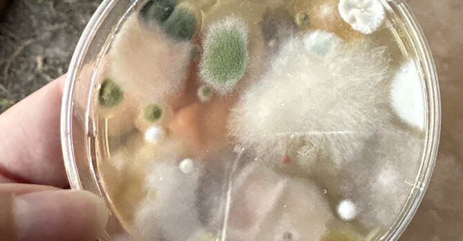 Fungus and Mycotoxins image